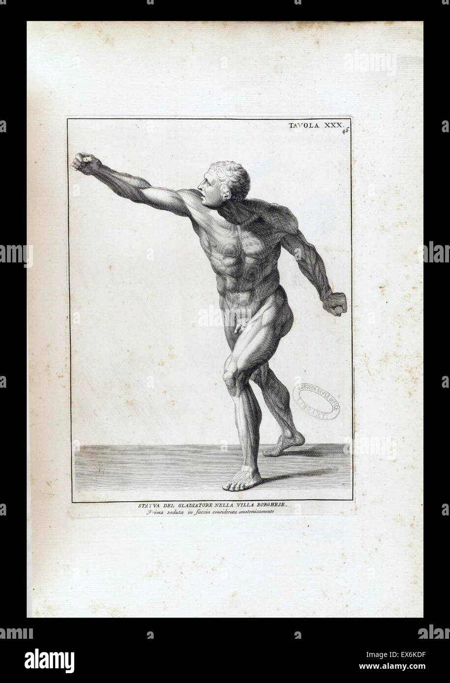 Étude anatomique par Bernardino Genga 'Anatomia per uso et intelligenza del disegno ricercata non solo su gl'OSSI, e muscoli del corpo humano'. (Rome, 1691). Bernardino Genga (1620-1690) était un érudit de textes médicaux classiques, l'édition de plusieurs ouvrages d'Hi Banque D'Images