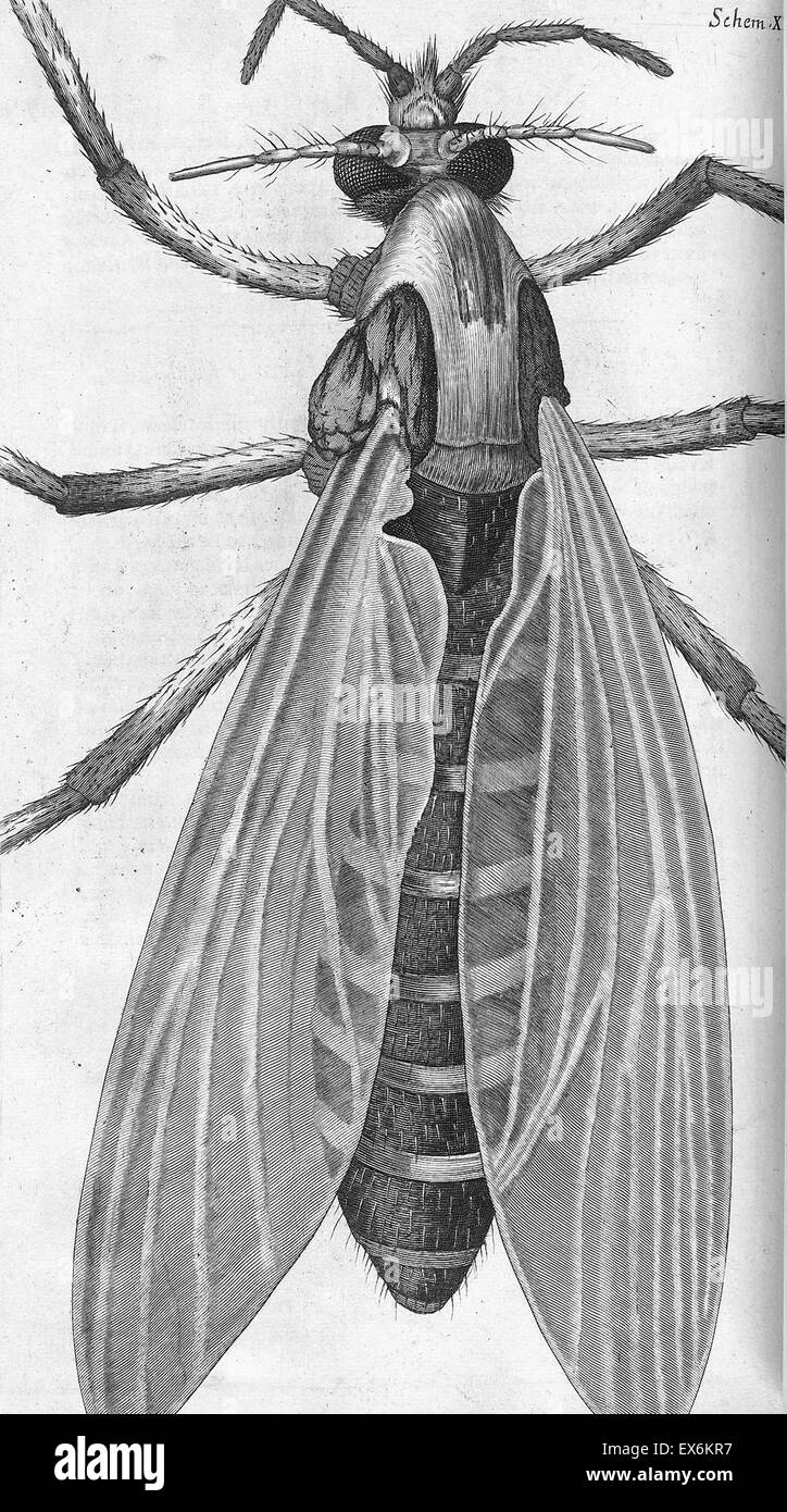 Illustration de la "icrographia» 1665 ; par Robert Hooke, 1635-1703. Observations de Hooke à travers différentes lentilles, inspirant un grand intérêt du public dans la nouvelle science de la microscopie. Banque D'Images