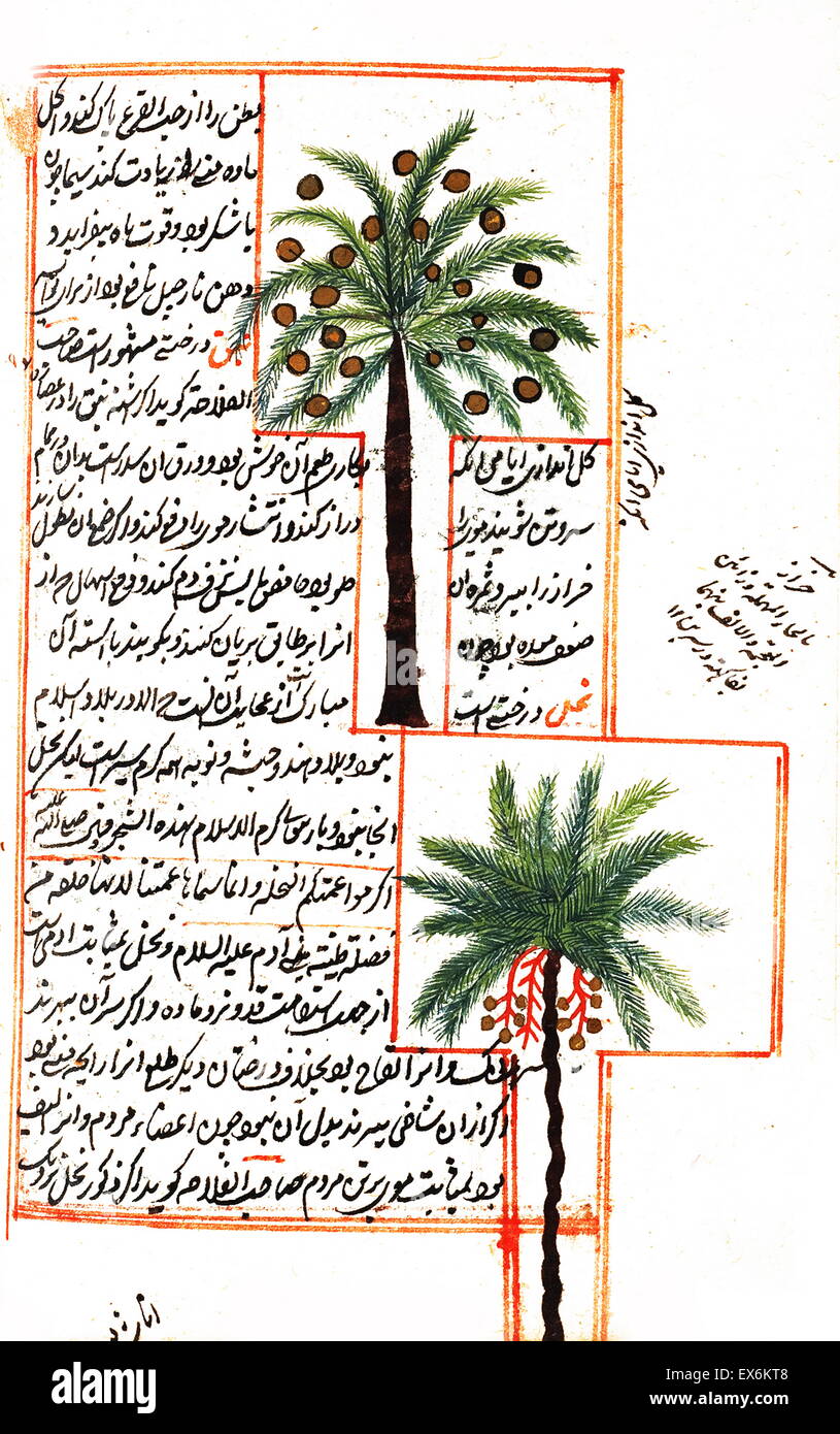 Illustration de la noix de coco et de palmiers, à partir de 1538, l'édition de ' ?Kit b-I ?aj ?y ?b al-makhl ?Q ?t va ghar ? ?ib al-mawj ?d ?t'. (Merveilles de choses créées et Aspects miraculeux de choses existant) une 12e siècle, islamique, perse livre scientifique par Zakar ?y ? Banque D'Images
