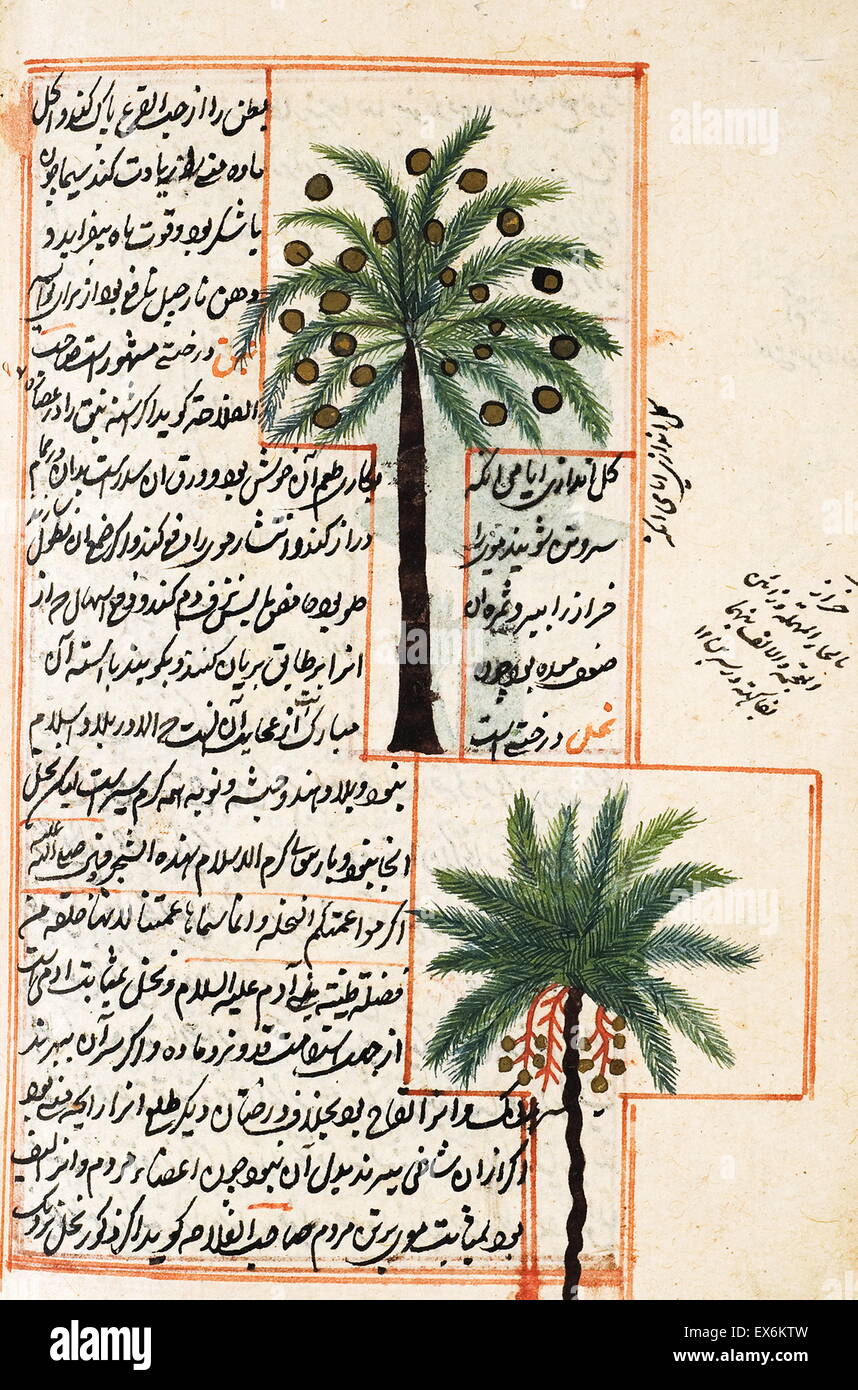 Illustration de la noix de coco et de palmiers, à partir de 1538, l'édition de ' ?Kit b-I ?aj ?y ?b al-makhl ?Q ?t va ghar ? ?ib al-mawj ?d ?t'. (Merveilles de choses créées et Aspects miraculeux de choses existant) une 12e siècle, islamique, perse livre scientifique par Zakar ?y ? Banque D'Images