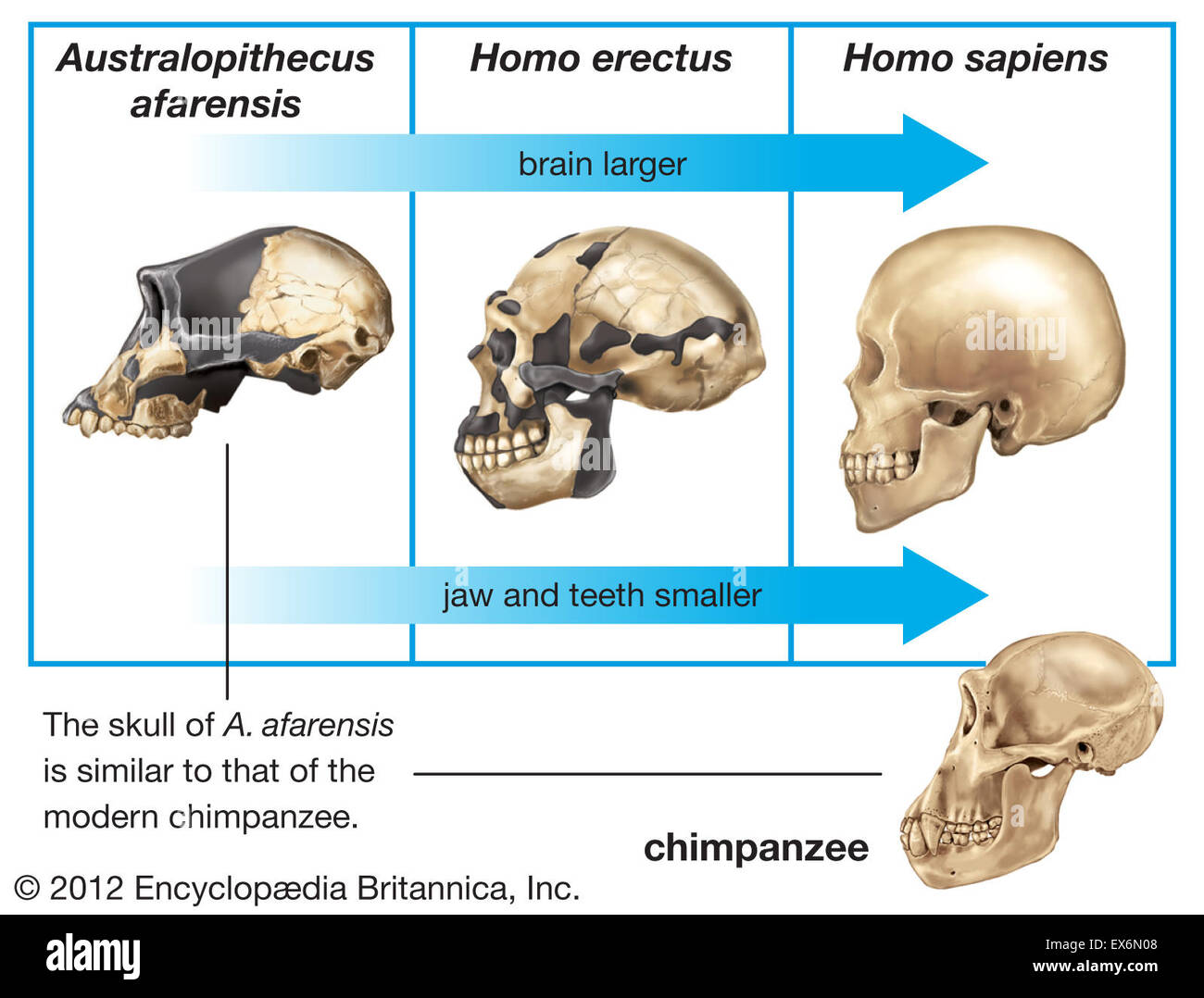 Cerveau : crâne humain évolution Banque D'Images
