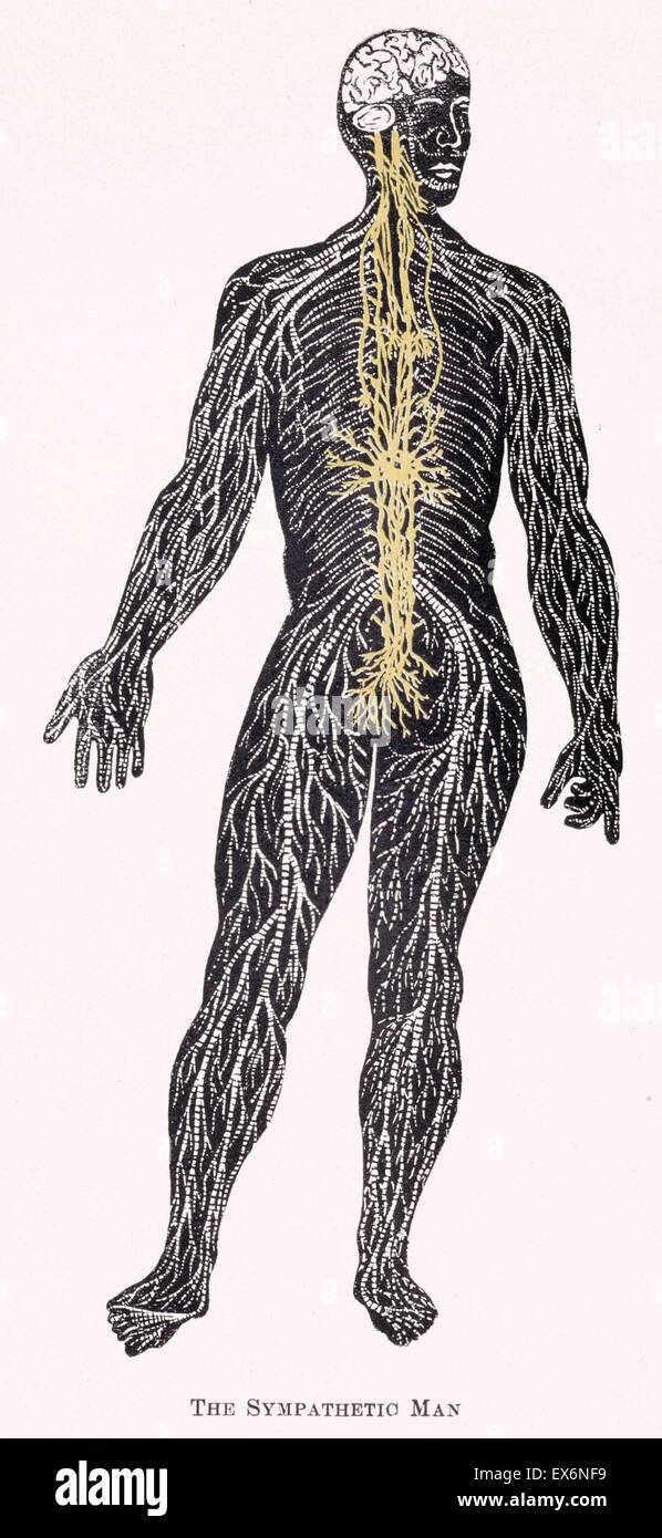 L'homme comme composite comprises dans 14 imitations anatomiques. 2e éd., Chicago 1901. Demi-ton secours. National Library of Medicine. Edwin Hartley Pratt (1849-1930). Un homéopathe, Pratt ardemment recommandé "orificial surgery'-oper Banque D'Images