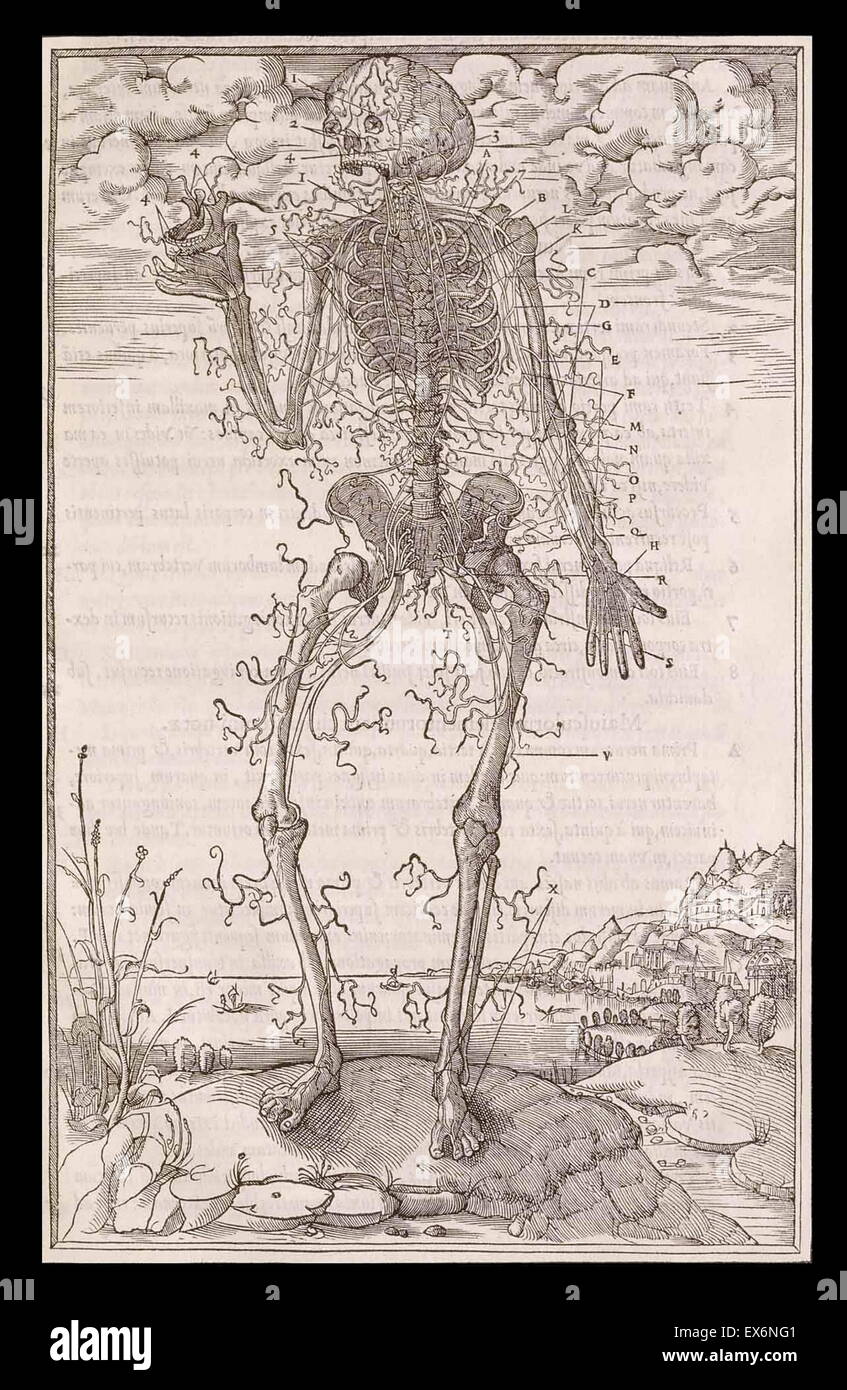 La dissection des parties du corps humain par Charles Estienne (1504-ca. 1564) squelette avec une fine couvrant des tendons illustration par Étienne de la rivière (d. 1569) Banque D'Images