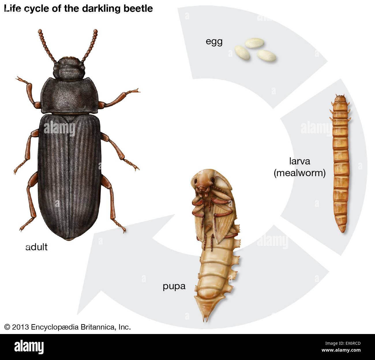 Cycle de vie du darkling beetle Banque D'Images