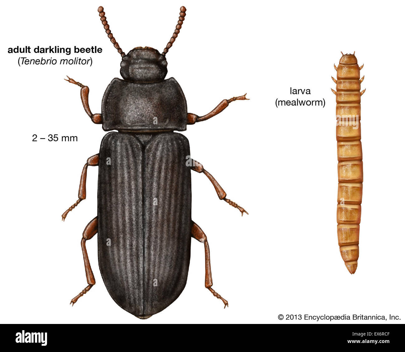 Des profils darkling beetle et larve (ténébrion meunier) Banque D'Images
