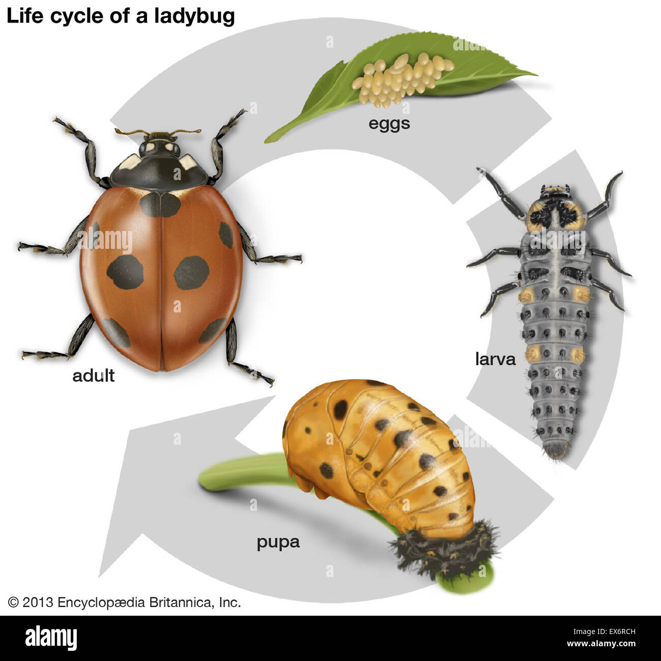 Cycle de vie d'une coccinelle Banque D'Images