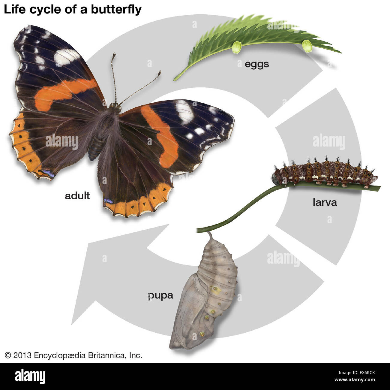Cycle de vie d'un papillon Banque D'Images