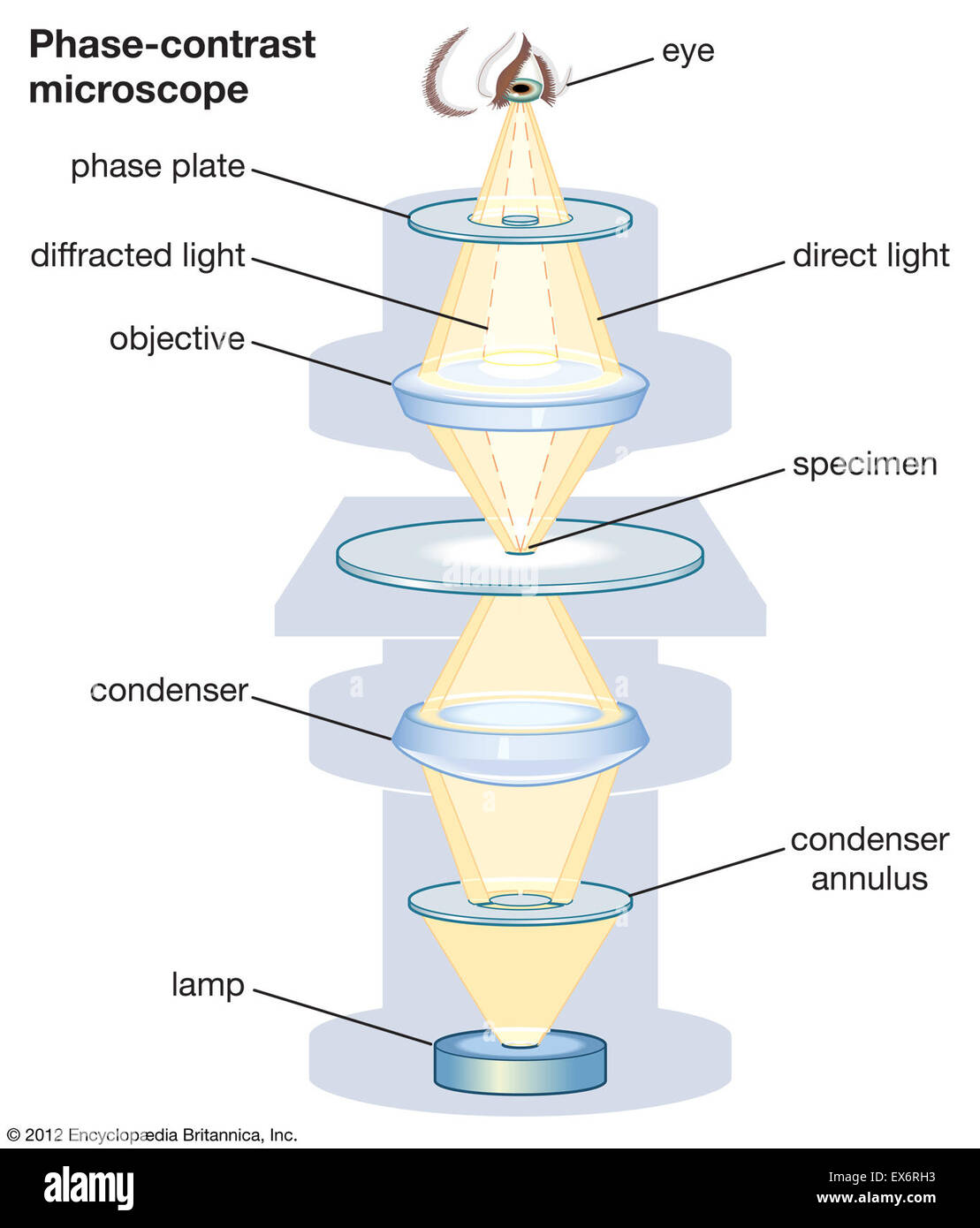 Phase contrast microscope Banque de photographies et d'images à haute  résolution - Alamy