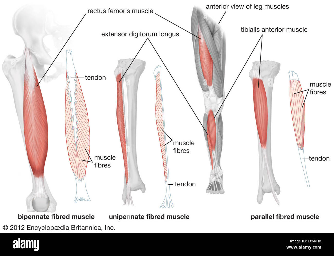 Vue antérieure de la musculature de jambe Banque D'Images
