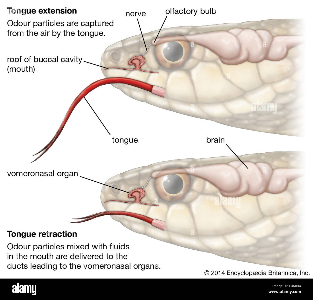 L'organe de Jacobson ou organe voméro-nasal Banque D'Images