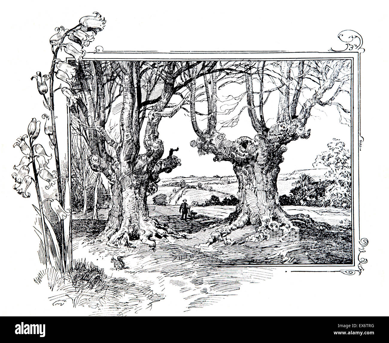 Parmi les Burnham Beeches, ligne, illustration, à partir de la fin de magazine Banque D'Images