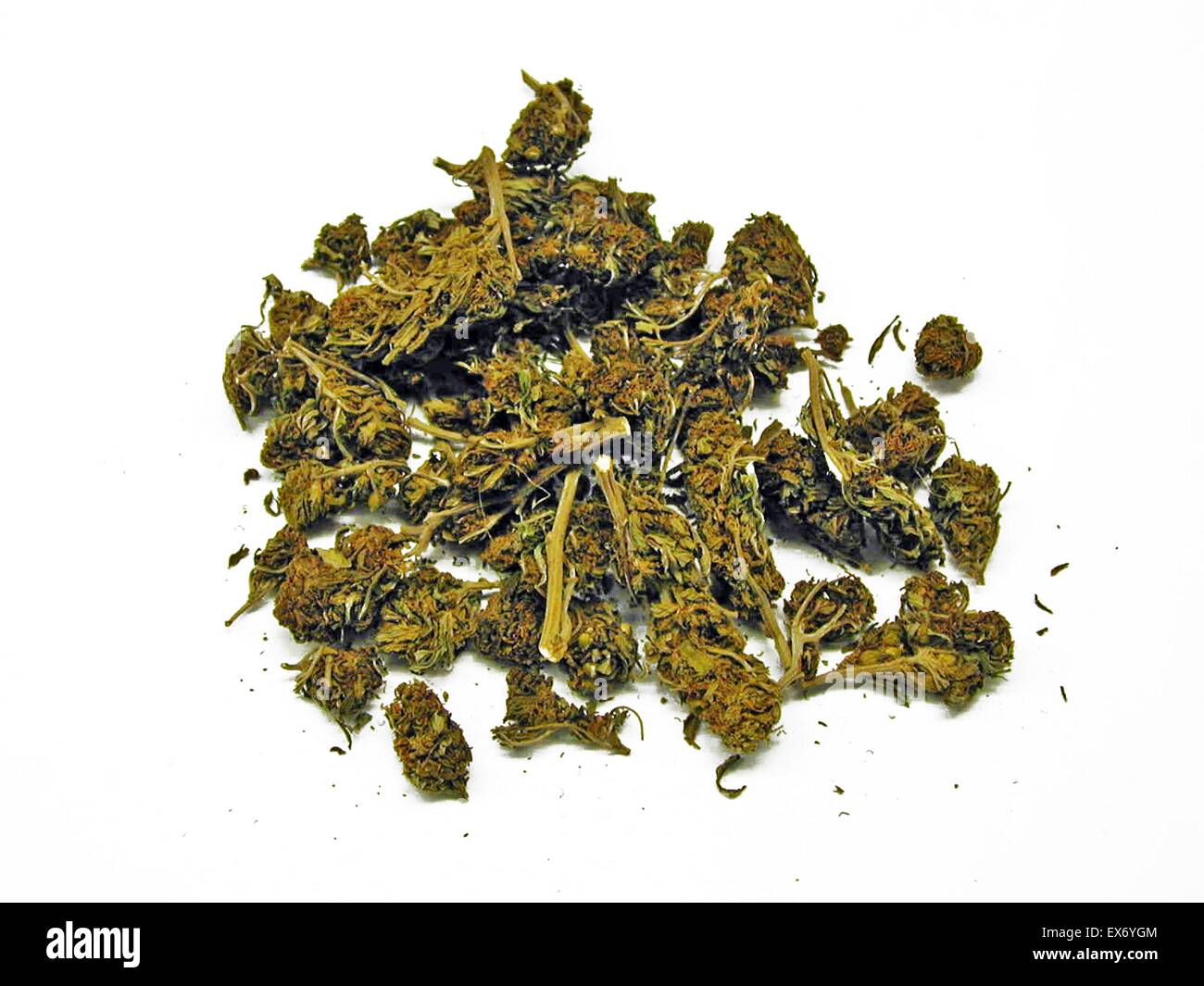 Le Cannabis, communément connu sous le nom de la marijuana est une drogue psychoactive et que la médecine, qui peut comprendre l'humeur accrue ou l'euphorie, la relaxation et augmentation de l'appétit. Effets secondaires possibles : une diminution de la mémoire à court terme, de troubles de la motricité et f Banque D'Images