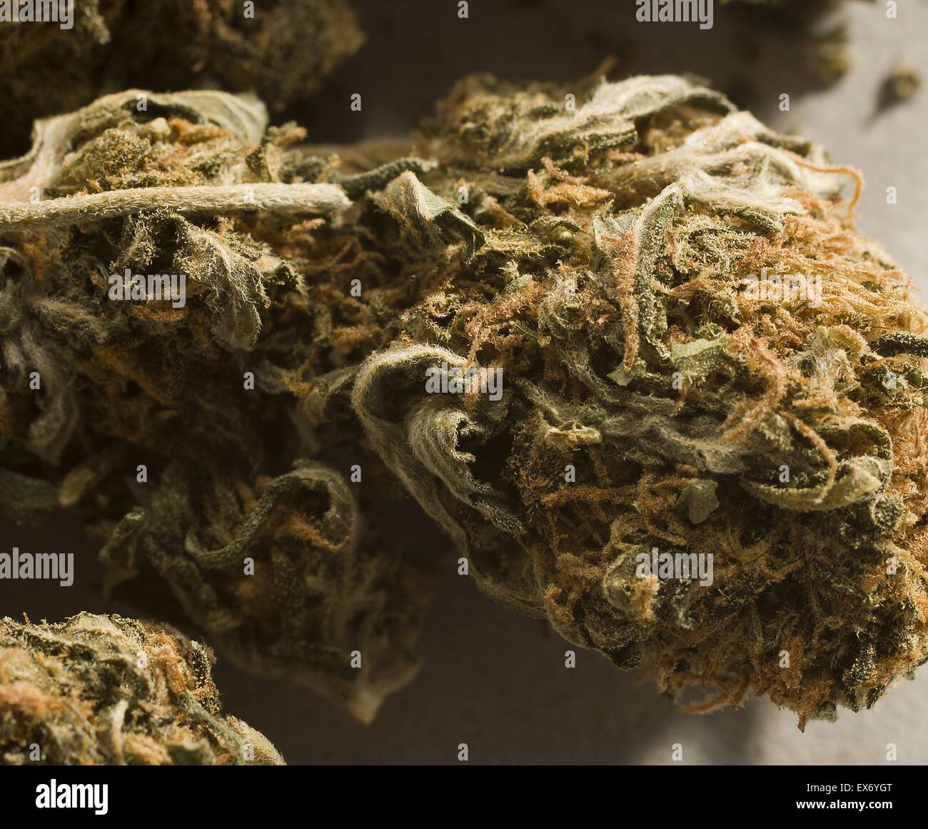 Le Cannabis, communément connu sous le nom de la marijuana est une drogue psychoactive et que la médecine, qui peut comprendre l'humeur accrue ou l'euphorie, la relaxation et augmentation de l'appétit. Effets secondaires possibles : une diminution de la mémoire à court terme, de troubles de la motricité et f Banque D'Images