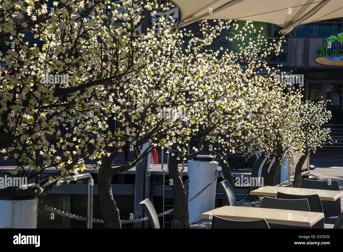 Les arbres avec des lumières, Darling Harbour, Sydney, Australie Banque D'Images