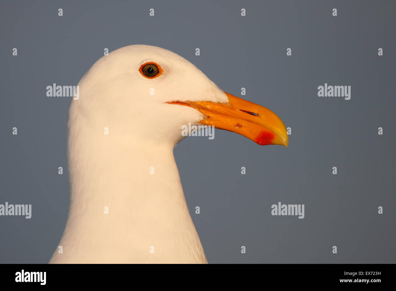 Le portrait d'une mouette de l'Ouest à l'aube. Banque D'Images