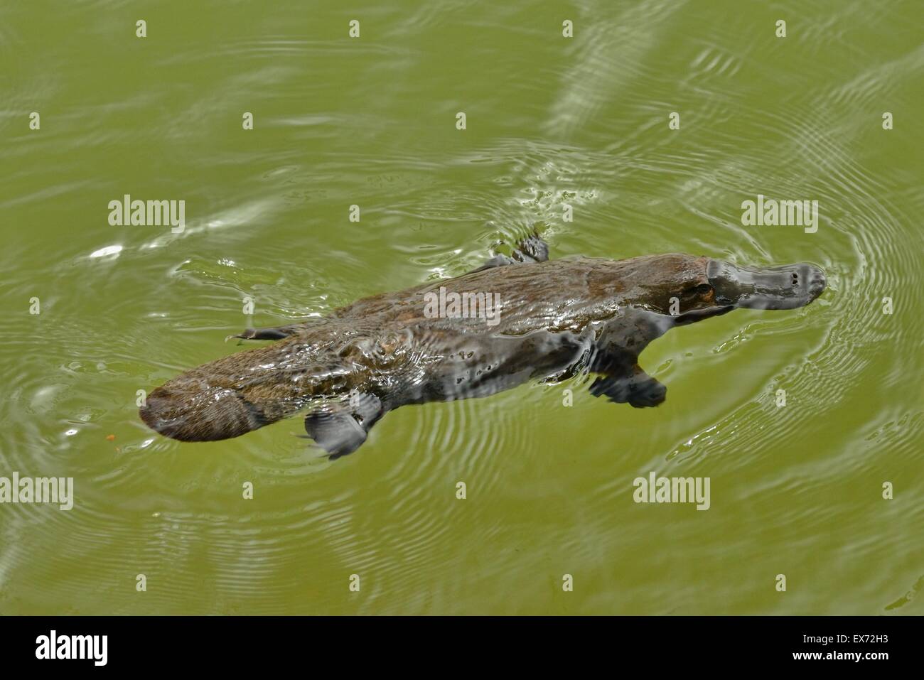 Ornithorhynchus anatinus ornithorynque nager dans le lac Banque D'Images