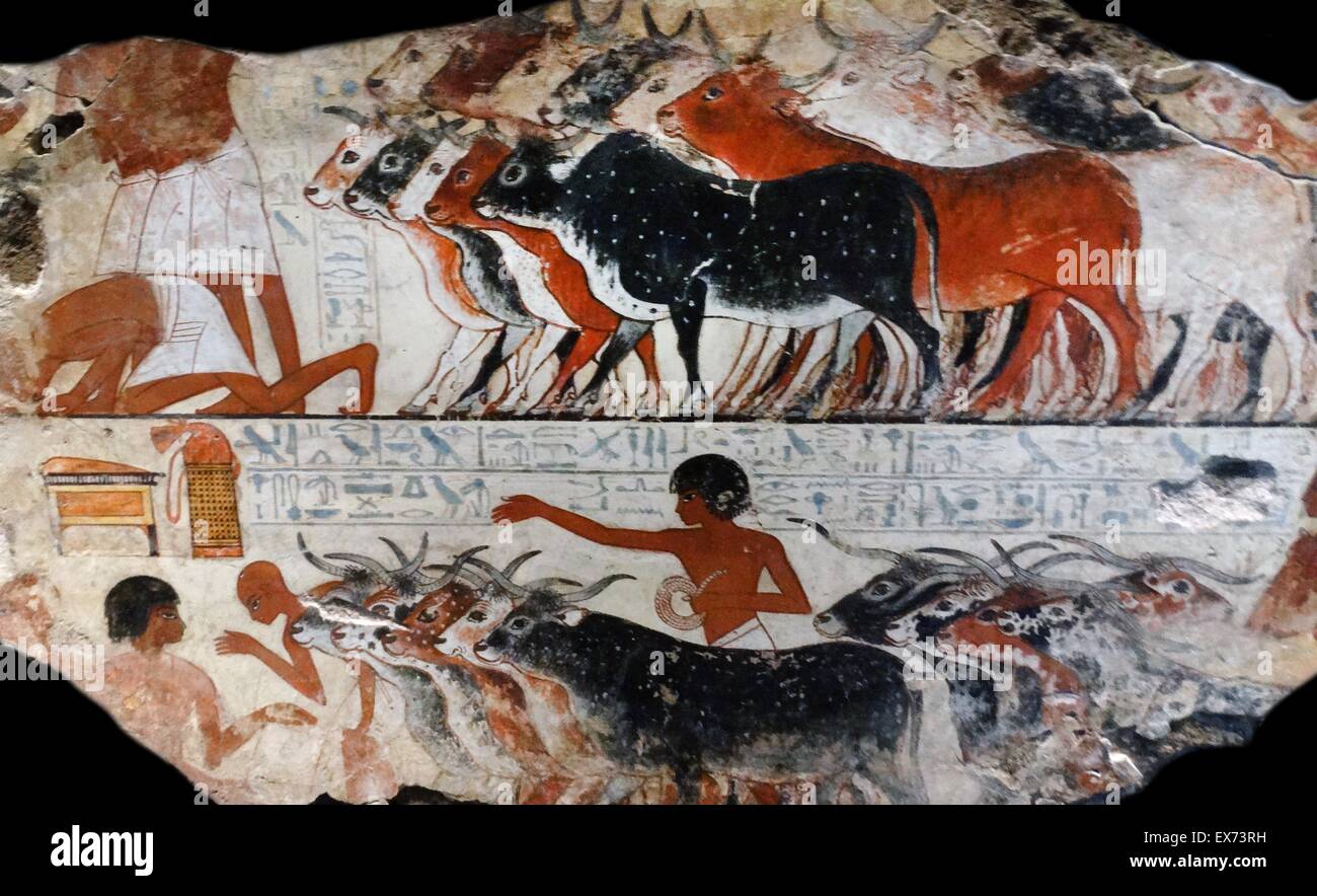 Fresque de la tombe de Nebamun, fragment d'une peinture-tombeau polychrome montrant les bovins avec leurs agriculteurs à partir de la présentation de la scène des oies. Thèbes, Egypte 18e dynastie, vers 1350 av. Banque D'Images