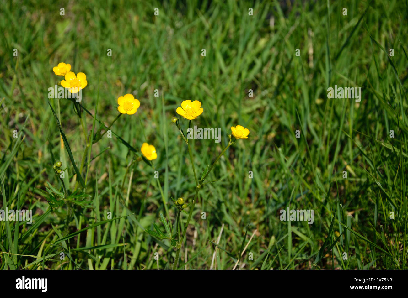 Fleurs de montagne sauvage jaune et vert de l'herbe au printemps Banque D'Images