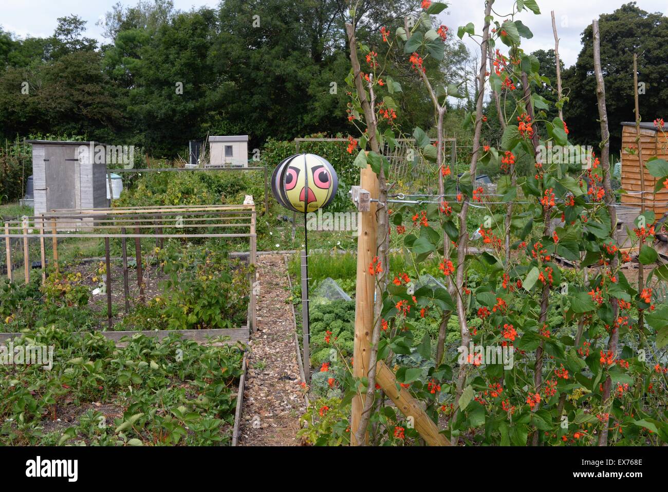 Ballon de Scarecrow sur un bâton dans une allotissement, Royaume-Uni Banque D'Images