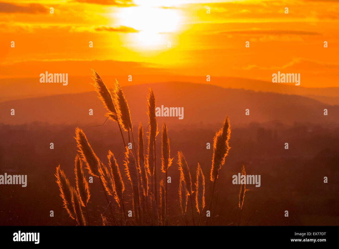 Coucher de soleil sur la frontière galloise hills de Leominster, Herefordshire, UK, avec l'herbe de la pampa, au premier plan. Banque D'Images