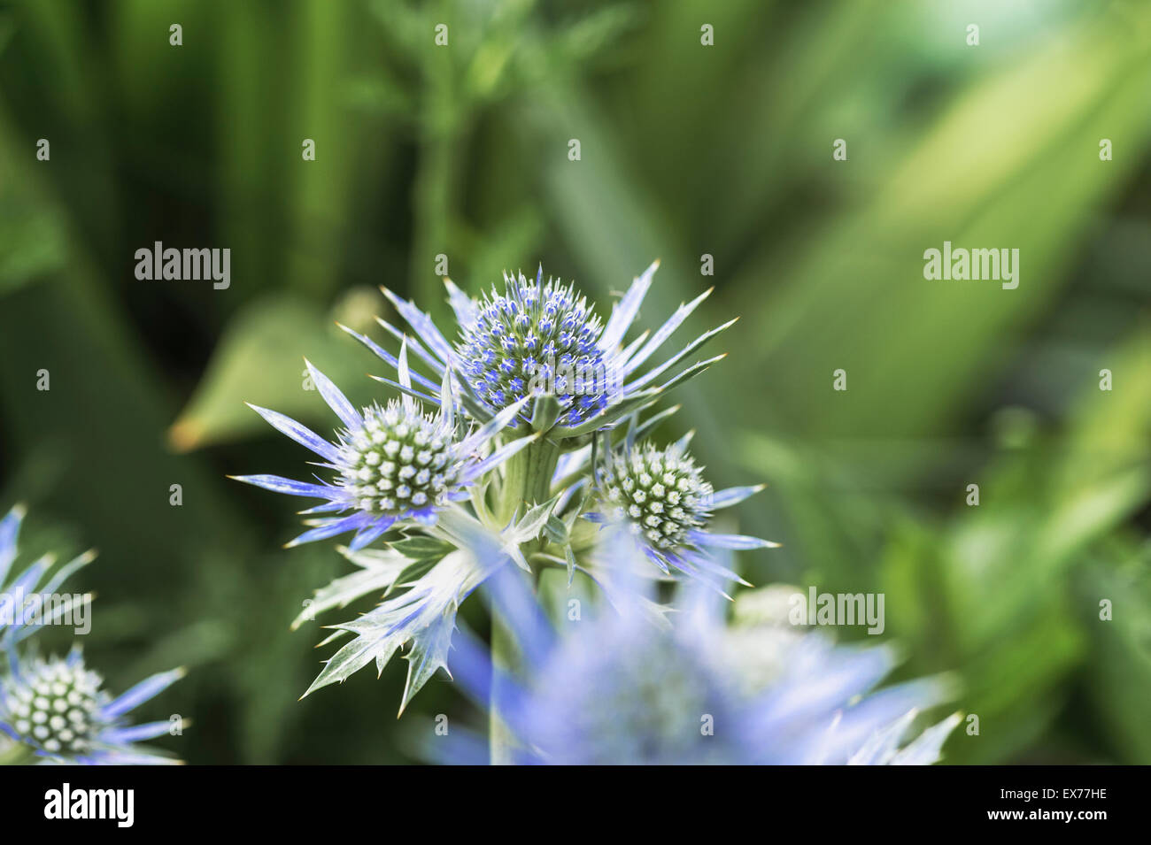 Eryngium bourgatii Eryngo, Mer, Holly. Banque D'Images