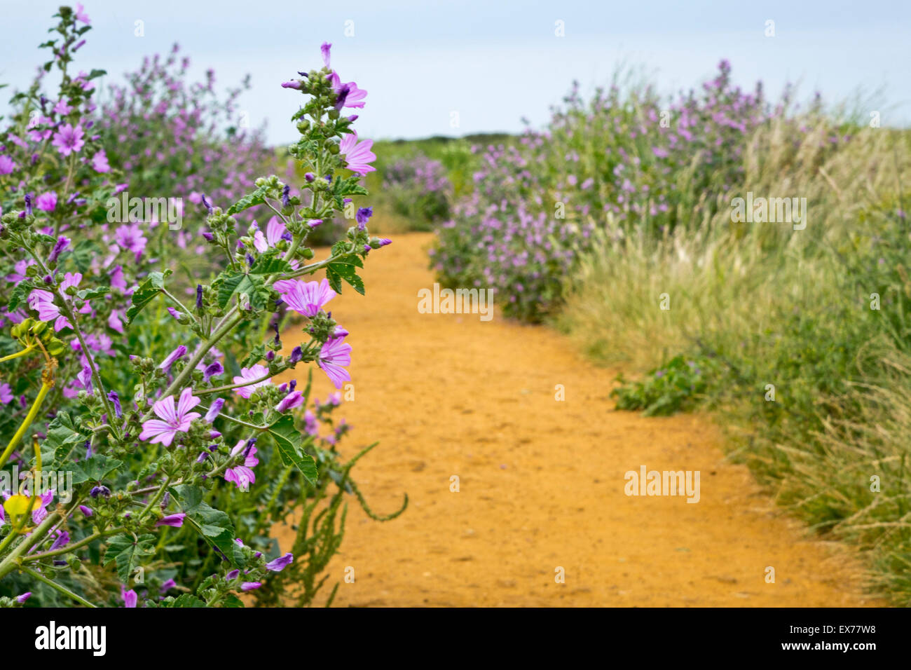 Fleur pourpre sur la mauve Malva sylvestris chemin côte Banque D'Images