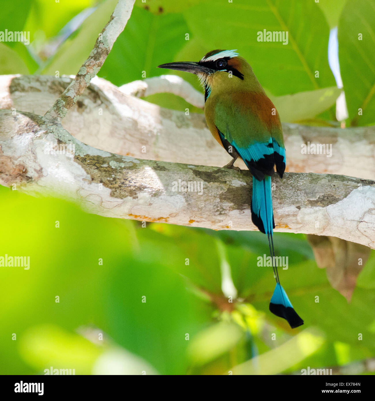 Tourquoise-Browed Houtouc (Eumomota superciliosa) Banque D'Images