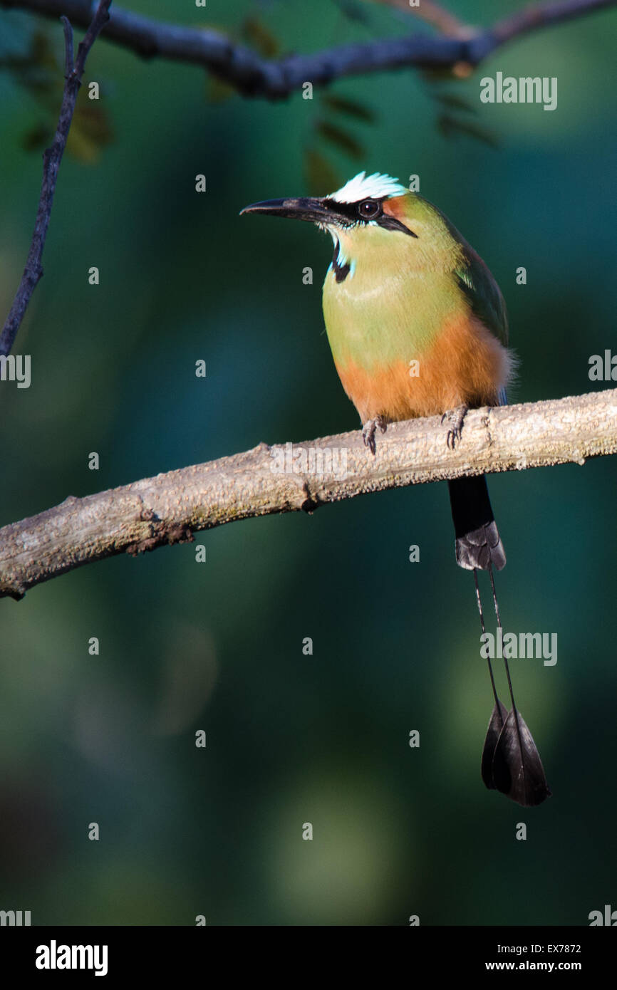 Tourquoise-Browed Houtouc (Eumomota superciliosa) Banque D'Images