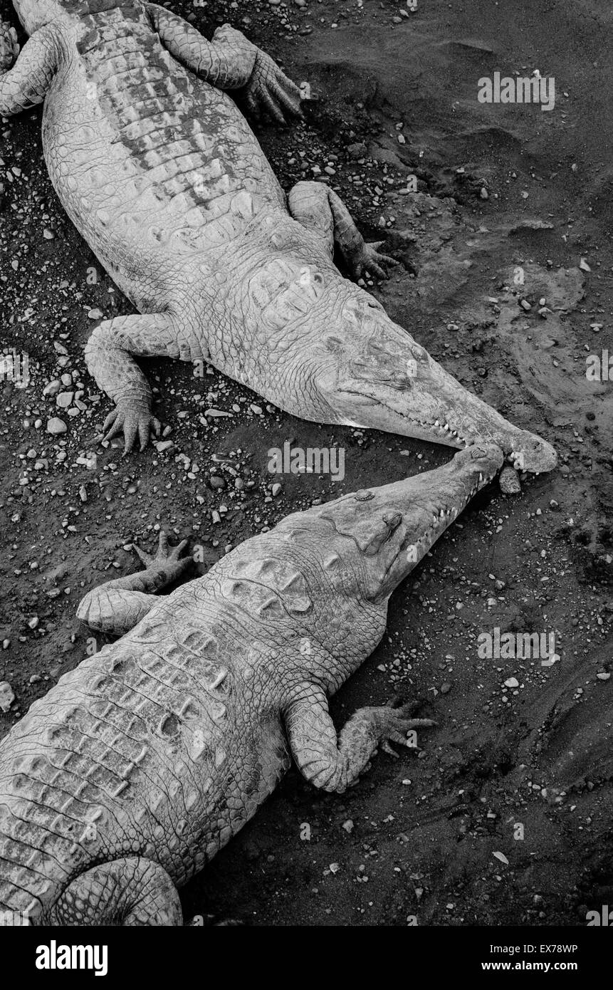 American des crocodiles (Crocodylus acutus), Tarcloles, Costa Rica Banque D'Images
