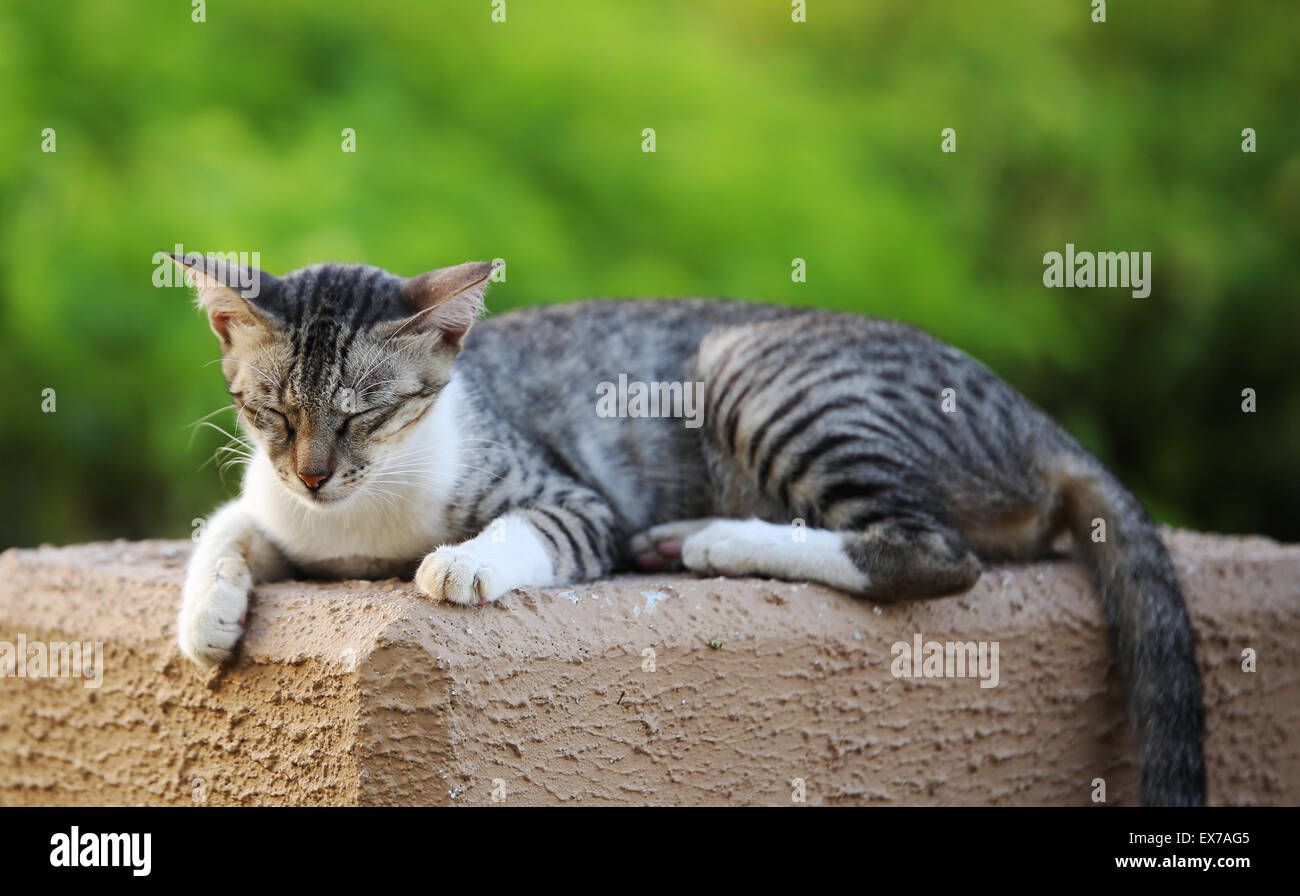Un chat sauvage aux yeux clos avec une jolie fond , tourné par Manoj Attingal au Heritage Park- Abu Dhabi Banque D'Images