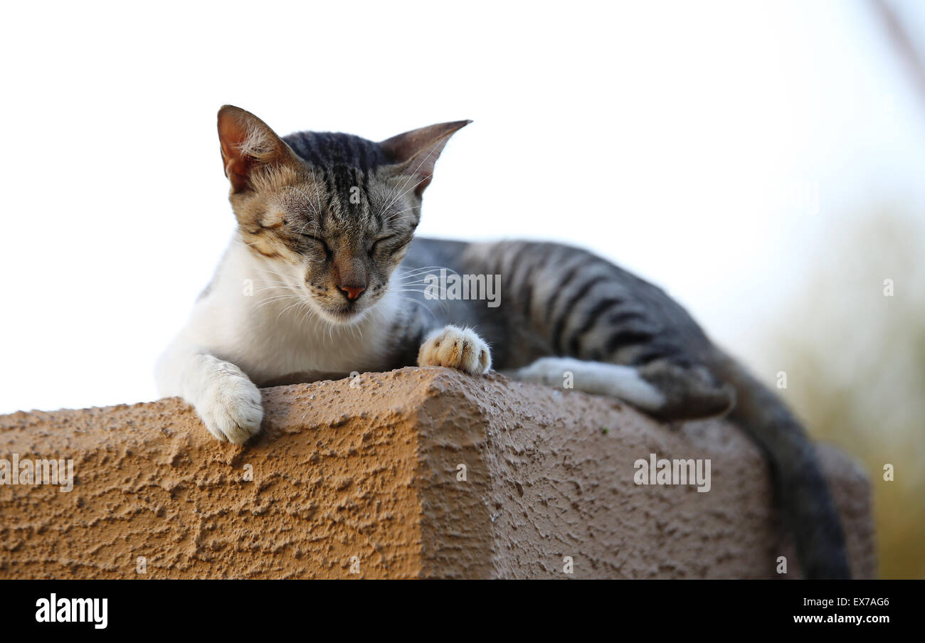 Cat ferme les yeux contre le photographe, tourné à la Heritage Park, Abu Dhabi, par Manoj Attingal Banque D'Images