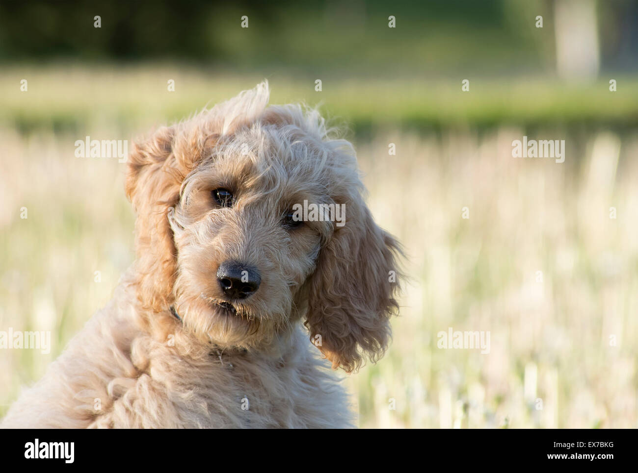 Chiot golden doodle Banque D'Images