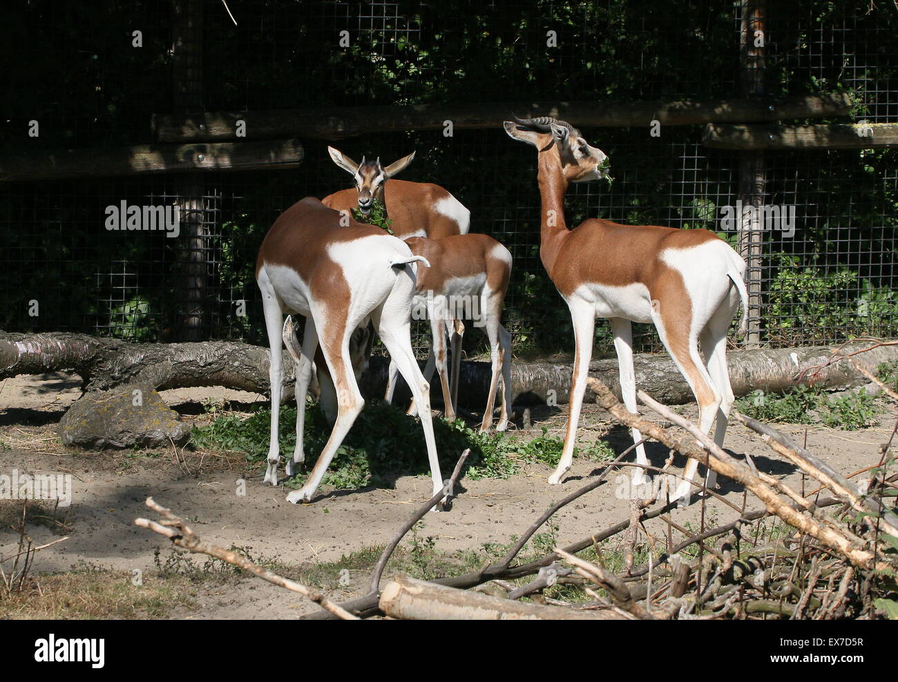 Groupe africain gazelles mhorr (Nanger dama), éteint à l'état sauvage, au programme d'élevage du Zoo de Rotterdam Blijdorp (clôture visible) Banque D'Images