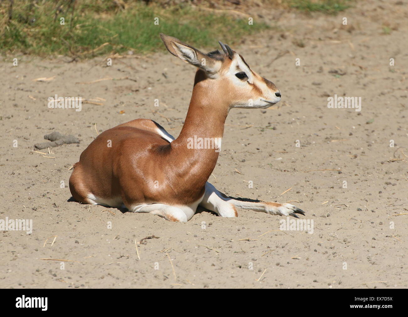 L'Afrique du Nord pour mineurs (Gazelle Mhorr Nanger dama), Banque D'Images