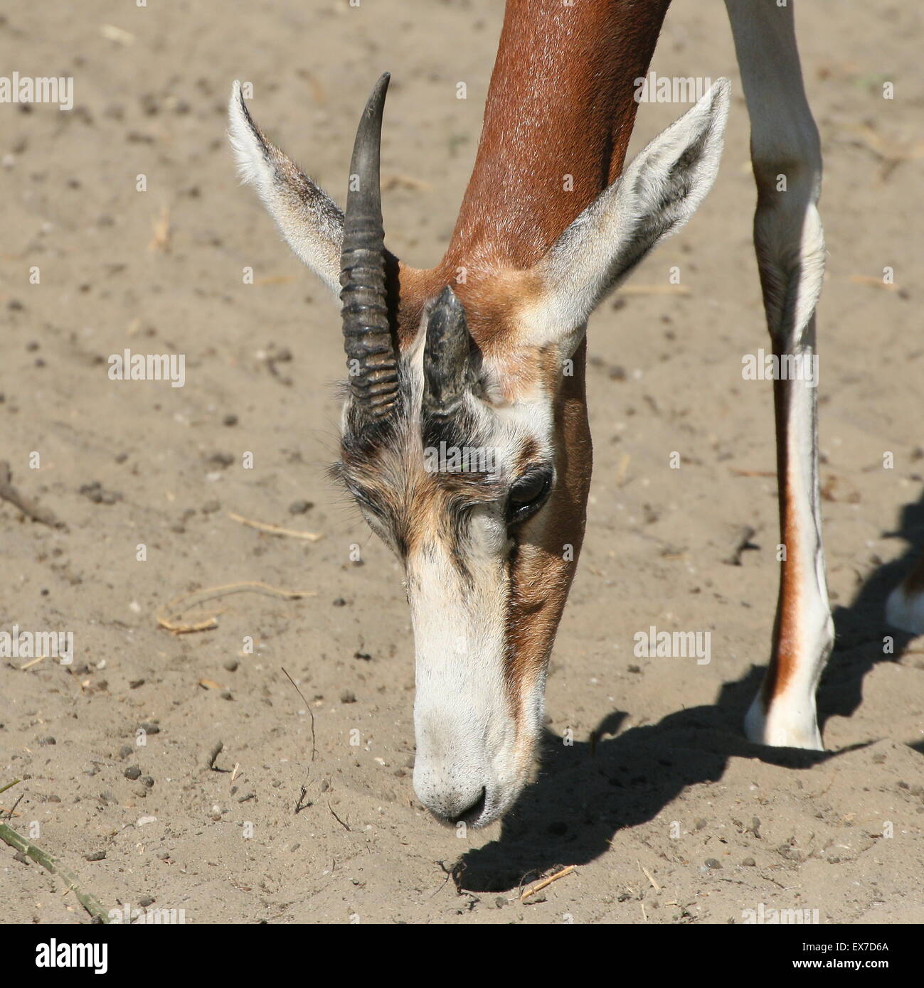 Gazelle Mhorr d'Afrique du Nord (Nanger dama), gros plan de la tête alors que le pâturage Banque D'Images