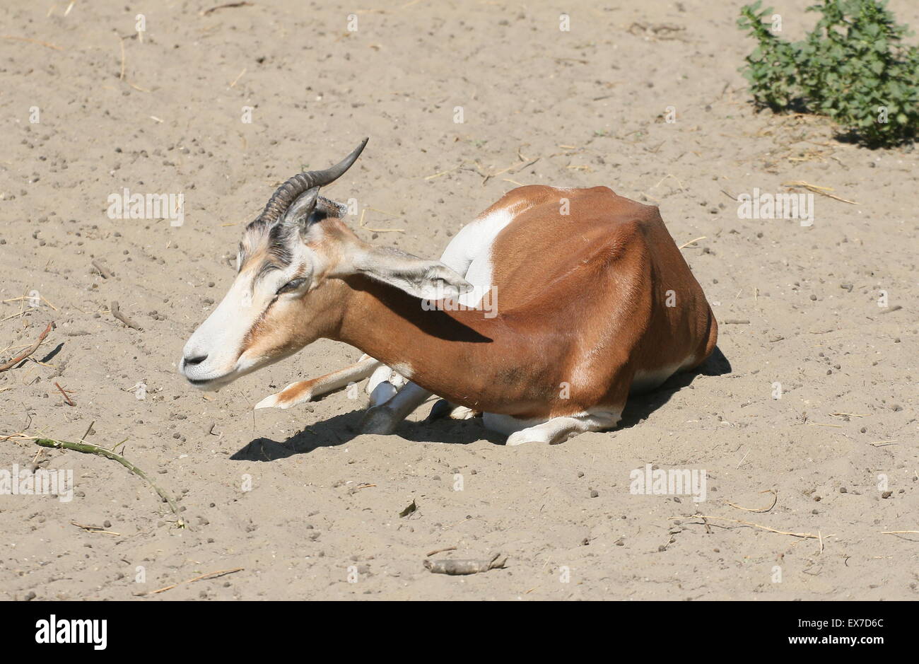 Gazelle Mhorr d'Afrique du Nord (Nanger dama), éteint à l'état sauvage Banque D'Images