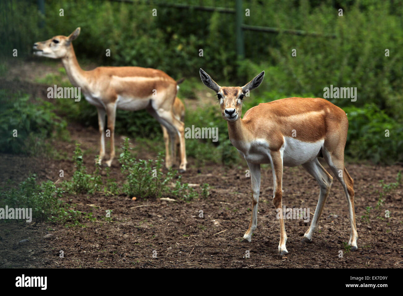 (Antilope cervicapra blackbuck indien) au Zoo d'Usti nad Labem en Bohême du Nord, en République tchèque. Banque D'Images