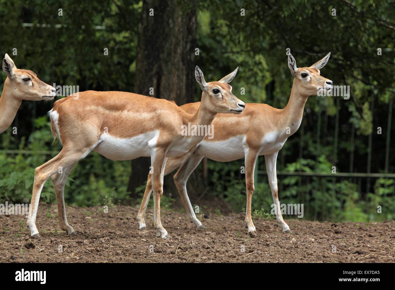 (Antilope cervicapra blackbuck indien) au Zoo d'Usti nad Labem en Bohême du Nord, en République tchèque. Banque D'Images