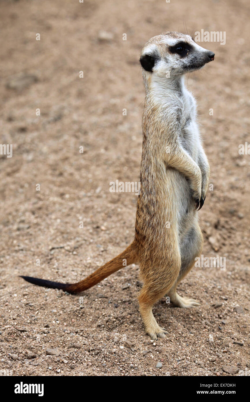 Meerkat (Suricata suricatta), également connu sous le nom de suricate au Zoo d'Usti nad Labem en Bohême du Nord, en République tchèque. Banque D'Images