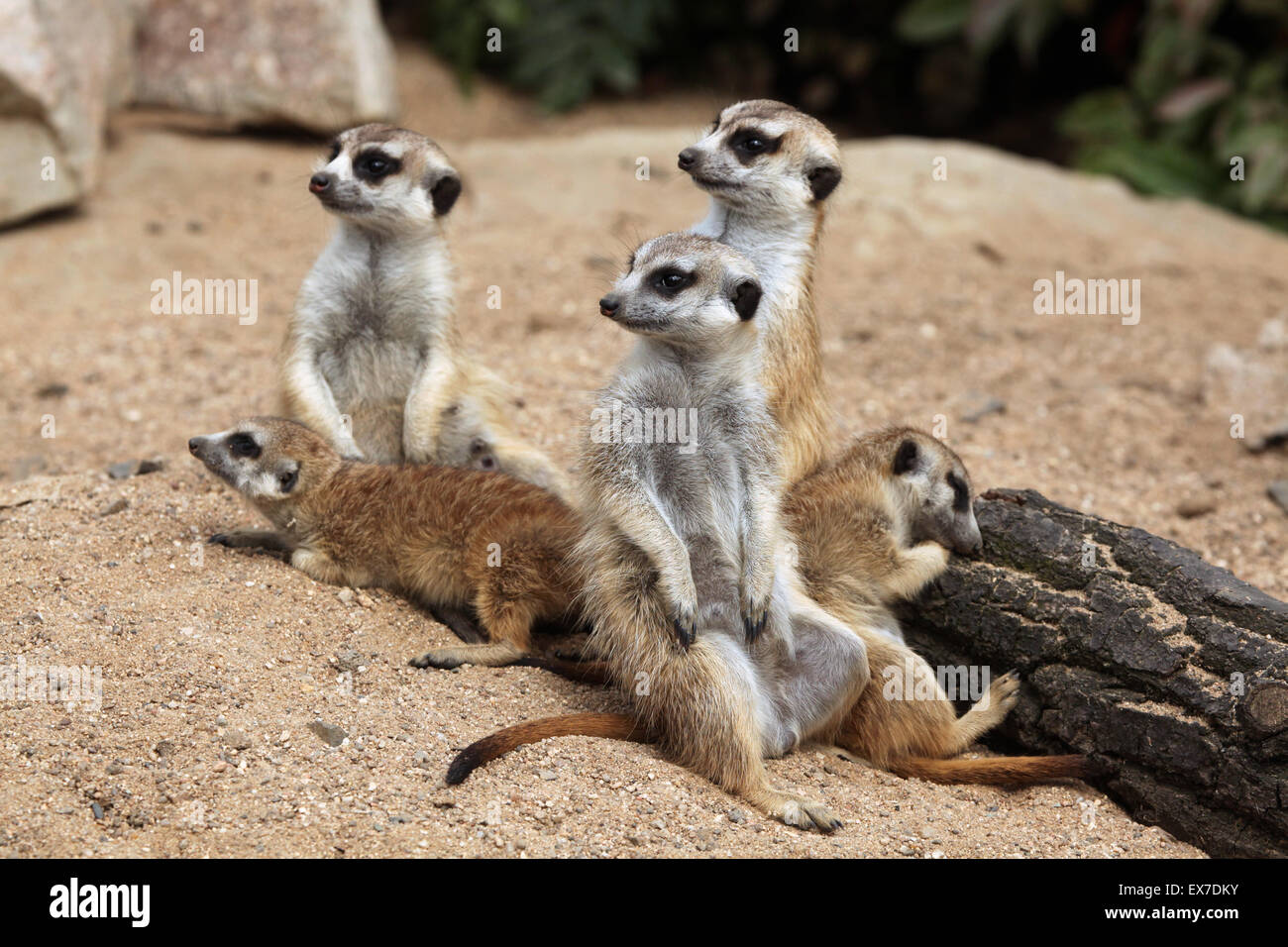 Meerkat (Suricata suricatta), également connu sous le nom de suricate au Zoo d'Usti nad Labem en Bohême du Nord, en République tchèque. Banque D'Images