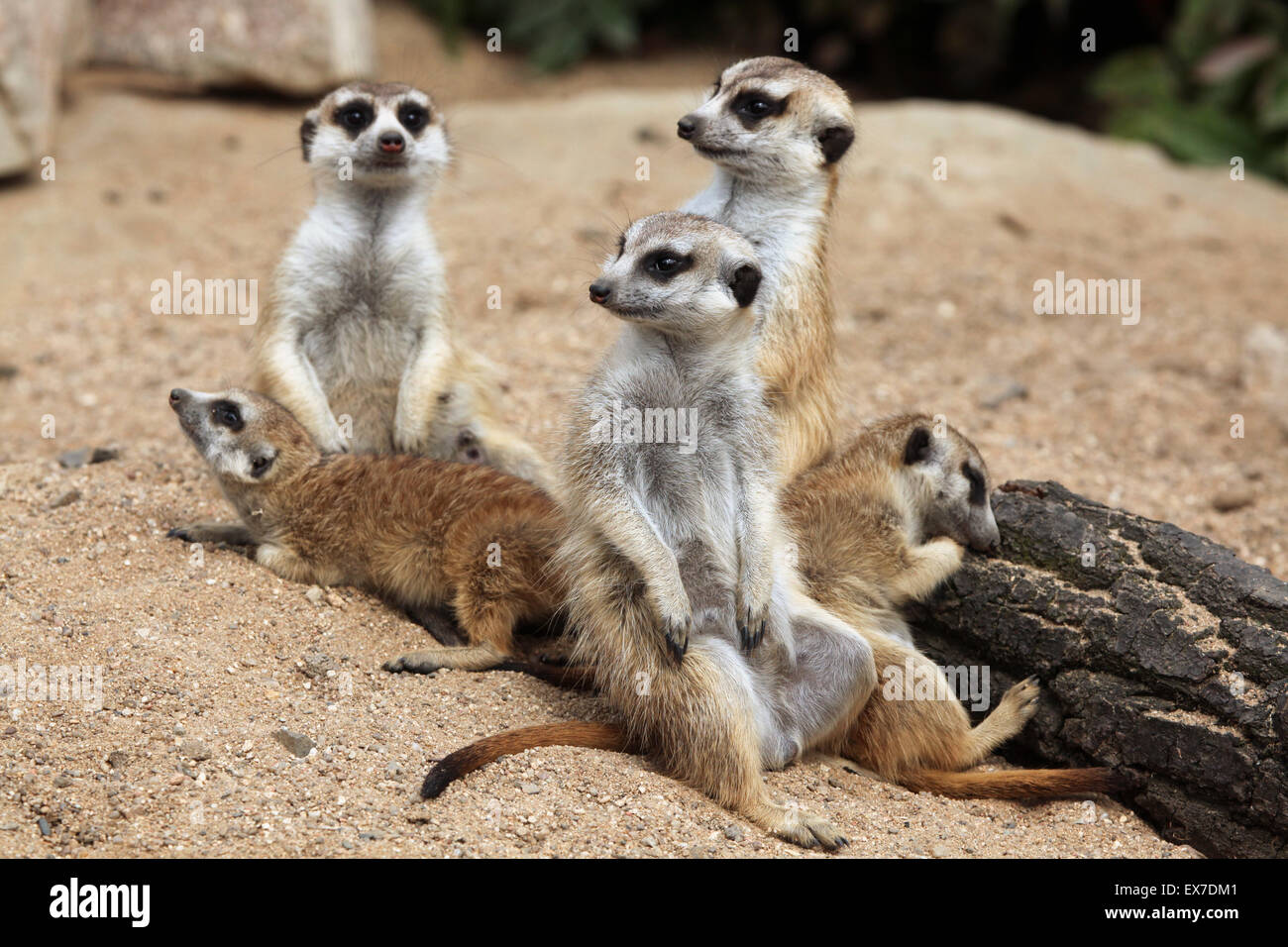 Meerkat (Suricata suricatta), également connu sous le nom de suricate au Zoo d'Usti nad Labem en Bohême du Nord, en République tchèque. Banque D'Images