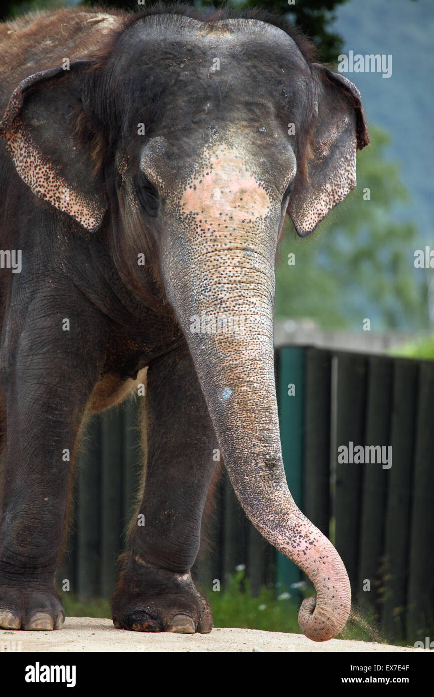 L'éléphant indien (Elephas maximus indicus) au Zoo d'Usti nad Labem en Bohême du Nord, en République tchèque. Banque D'Images