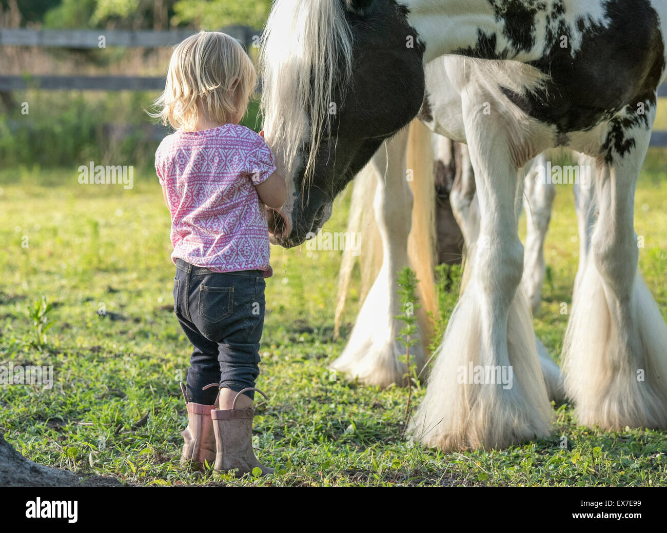 Bébé fille avec Gypsy Vanner Horse mare en paddock Banque D'Images