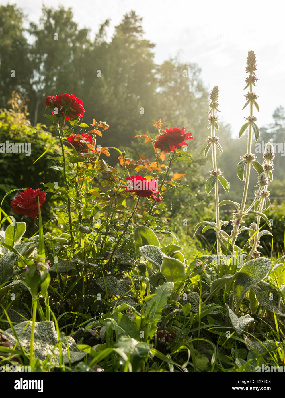 Roses rouges dans le jardin de la soirée après la pluie Banque D'Images