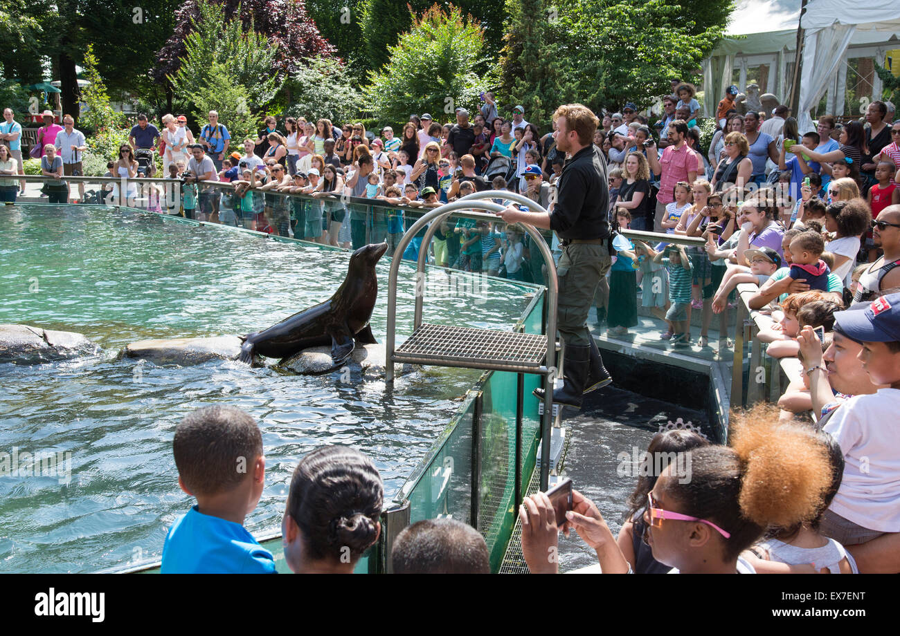 Les Lions de mer divertir les visiteurs au zoo de Central Park, New York USA Banque D'Images