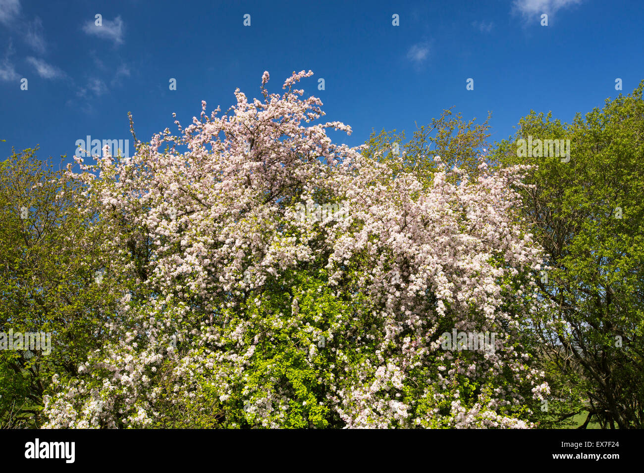 Un crabe pommier (Malus sylvestris) en fleurs dans les vallées du Yorkshire, UK. Banque D'Images