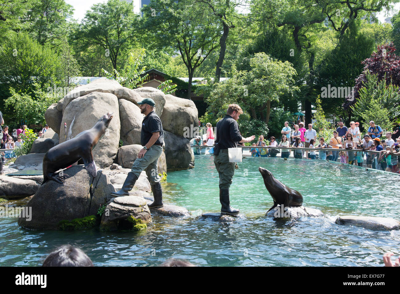 Les Lions de mer divertir les visiteurs au zoo de Central Park, New York USA Banque D'Images