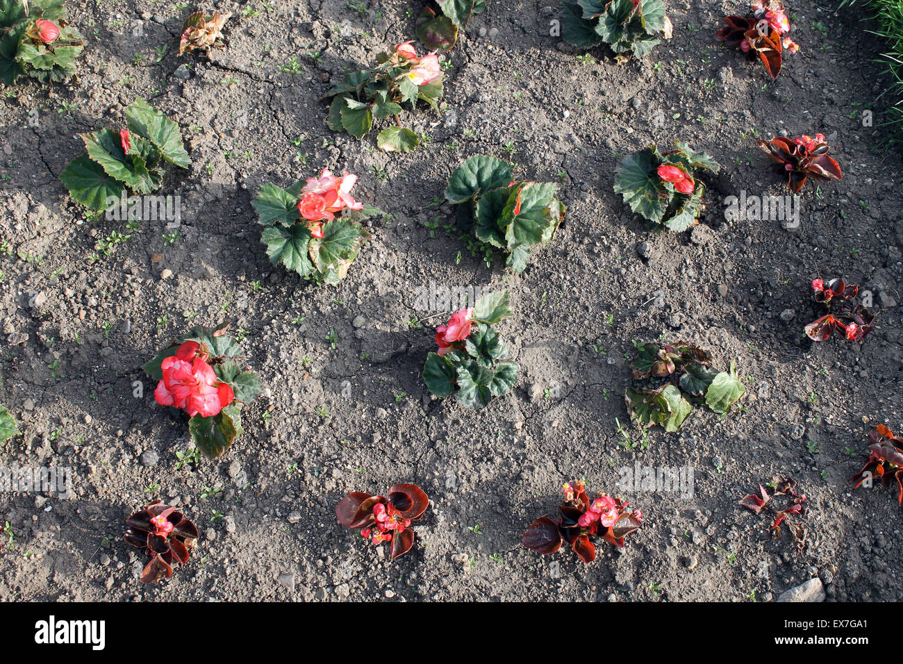 Vue de dessus de plantes à massifs et fleurs. Banque D'Images