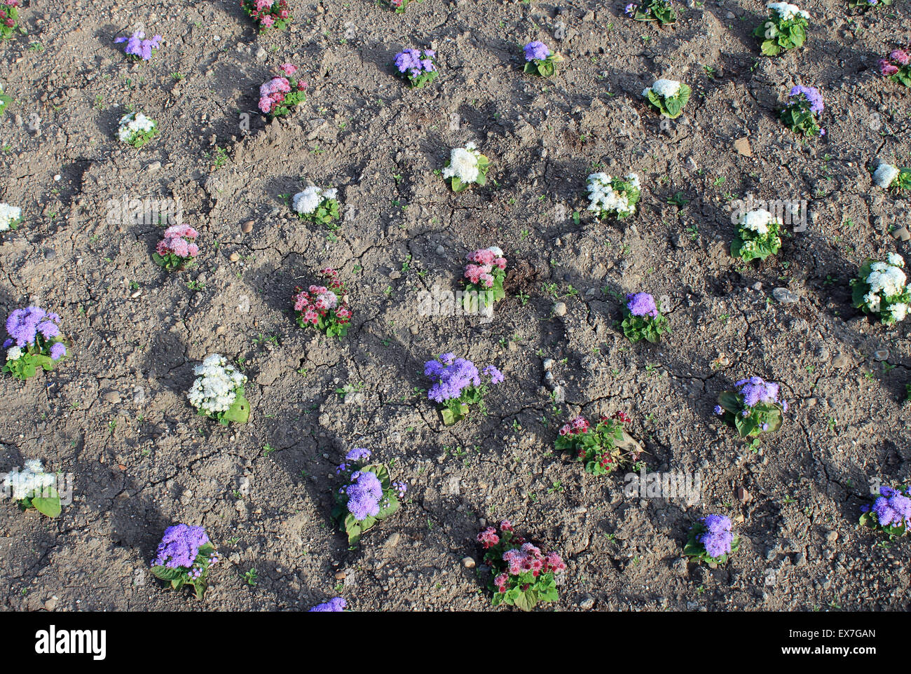 Vue aérienne de plantes à massif dans un lit de fleur. Banque D'Images