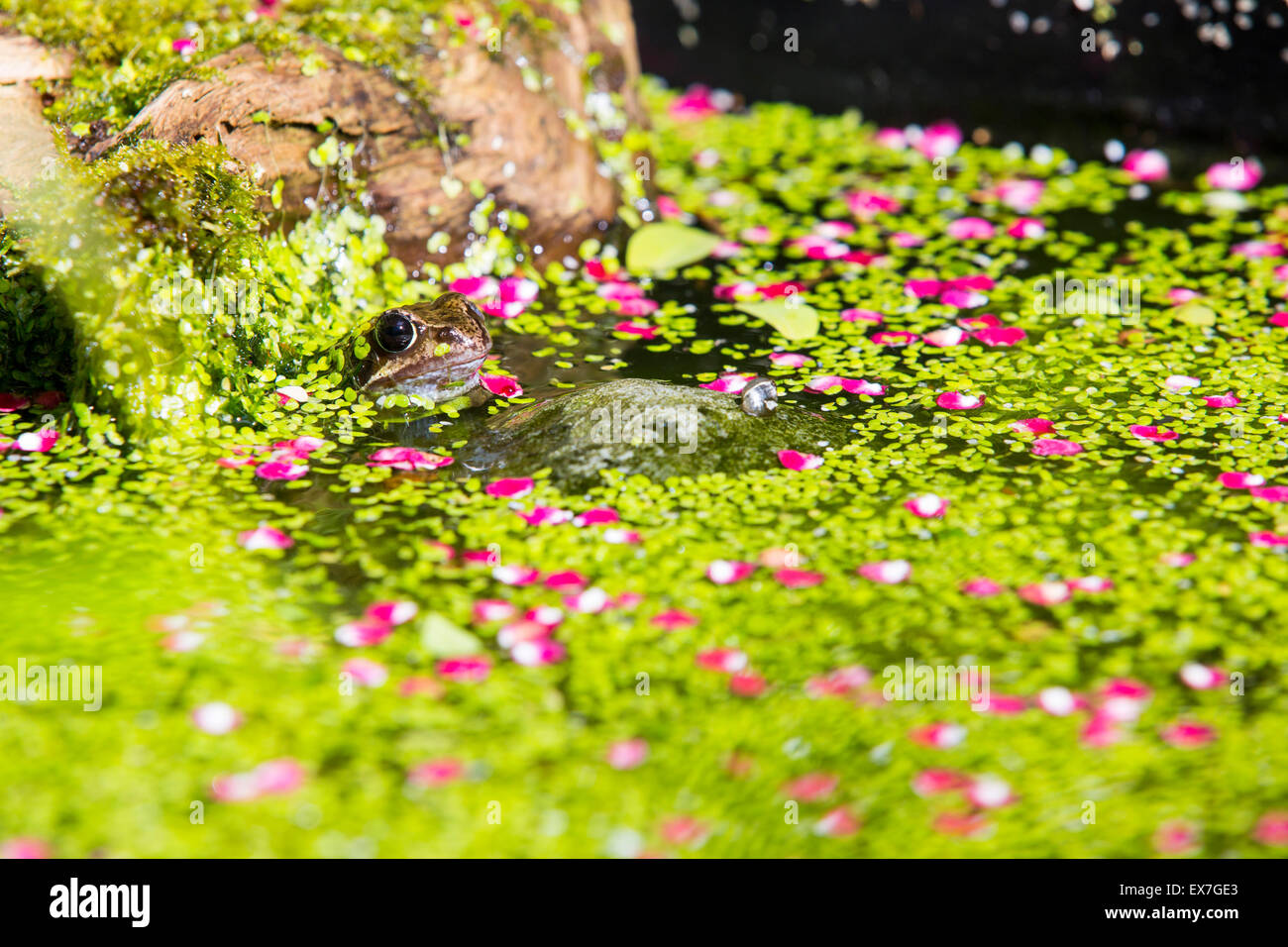 Une grenouille rousse, Rana temporaria dans un étang de jardin couvert de mauvaises herbes canard à Ambleside, Royaume-Uni, de pétales d'aubépine lisse un arbre, Crataegus laevigata. Banque D'Images